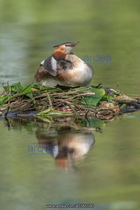 : Great Crested Grebe (Podiceps cristatus) brooding : Great Crested Grebe (Podiceps cristatus) brooding