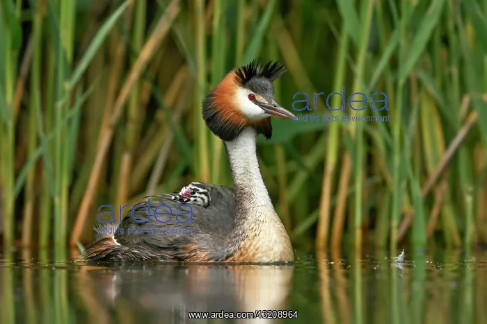 : Great crested grebe (Podiceps cristatus), with chick : Great crested grebe (Podiceps cristatus), with chick