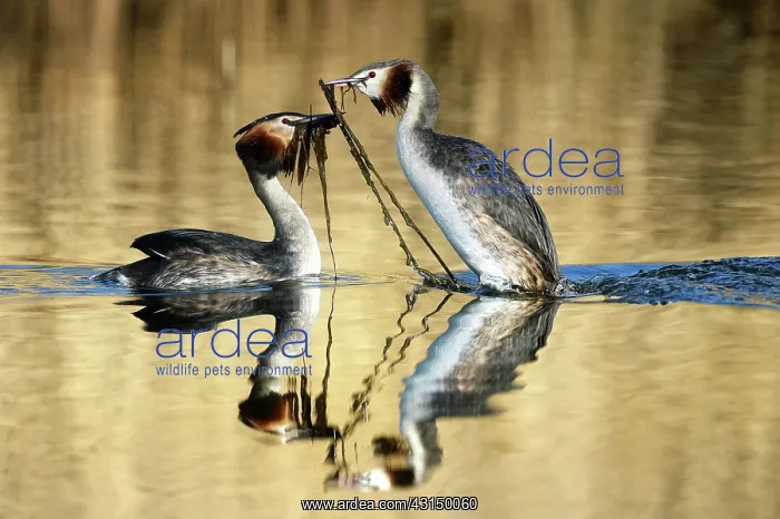 : Great Crested Grebe (Podiceps cristatus) a couple courting : Great Crested Grebe (Podiceps cristatus) a couple courting