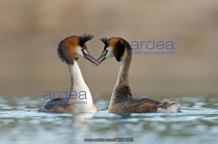 : Great crested grebe (Podiceps cristatus) courtship : Great crested grebe (Podiceps cristatus) courtship