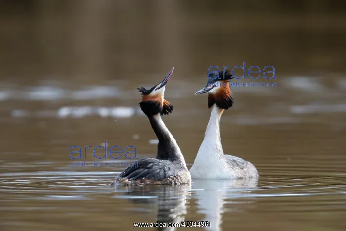 : Great Crested Grebe (Podiceps cristatus) Courtship : Great Crested Grebe (Podiceps cristatus) Courtship