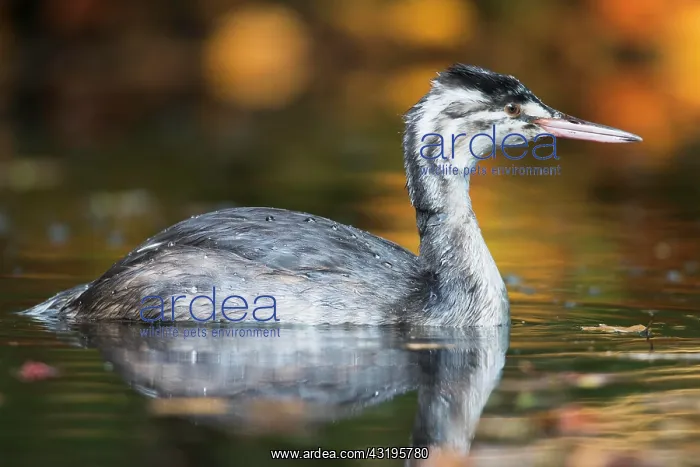 : Great Crested Grebe (Podiceps cristatus), Emsland : Great Crested Grebe (Podiceps cristatus), Emsland