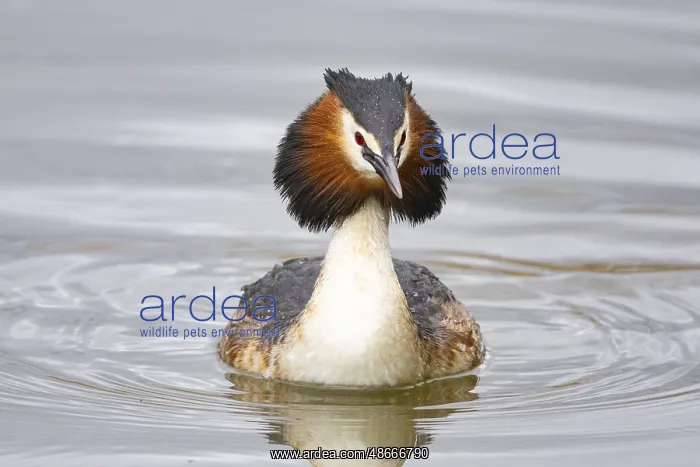  : Great Crested Grebe (Podiceps cristatus) Germany