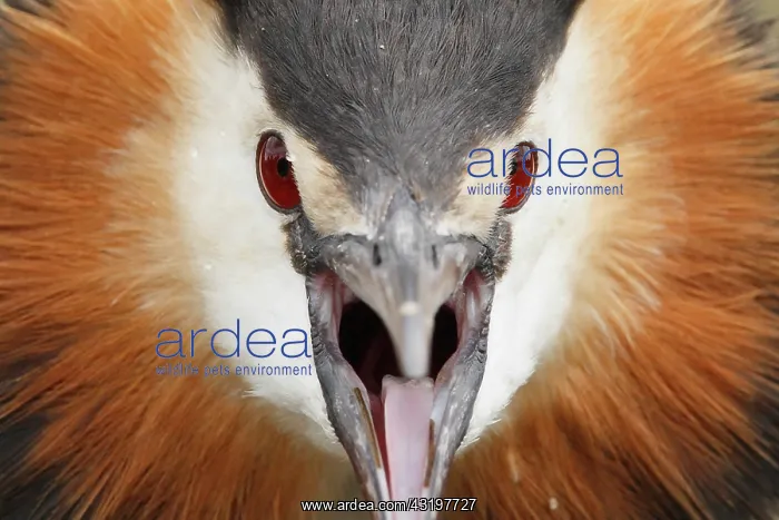 : Great crested grebe (Podiceps cristatus) head details : Great crested grebe (Podiceps cristatus) head details