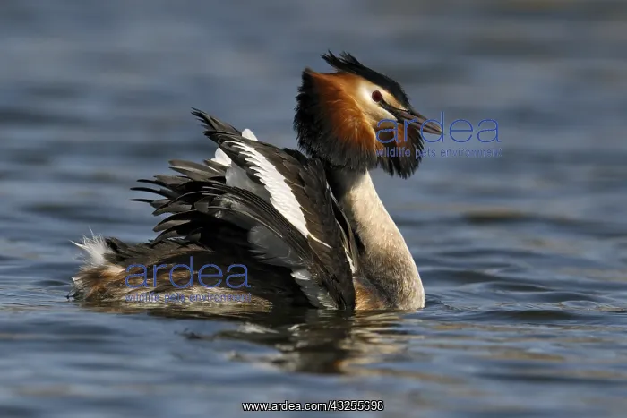 : Great Crested Grebe (Podiceps cristatus) male d : Great Crested Grebe (Podiceps cristatus) male d