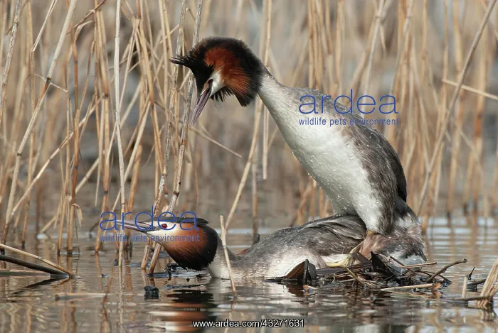 : Great crested grebe (Podiceps cristatus) Mating : Great crested grebe (Podiceps cristatus) Mating
