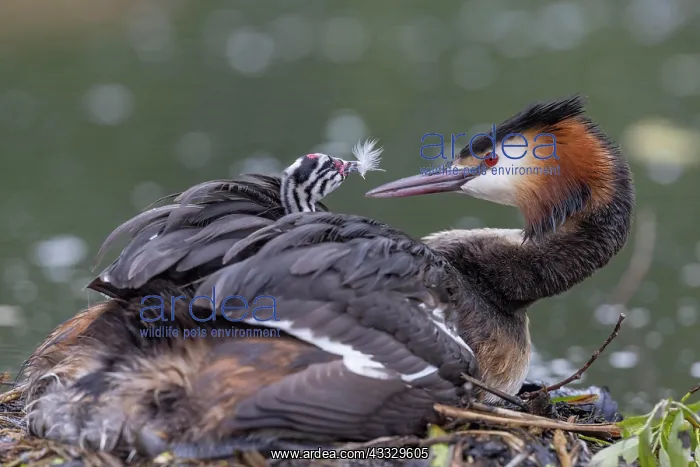  : Great Crested Grebe (Podiceps cristatus) on nest