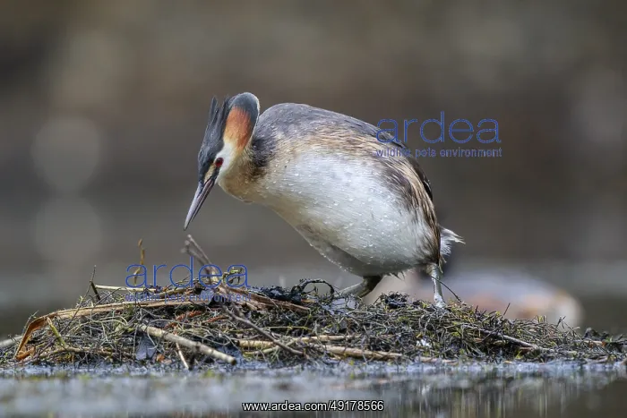 : Great Crested Grebe (Podiceps cristatus) on nest : Great Crested Grebe (Podiceps cristatus) on nest
