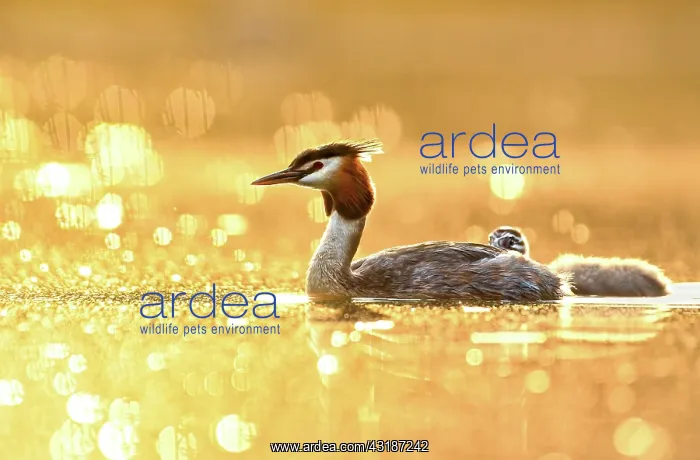  : Great crested grebe (Podiceps cristatus), old bird