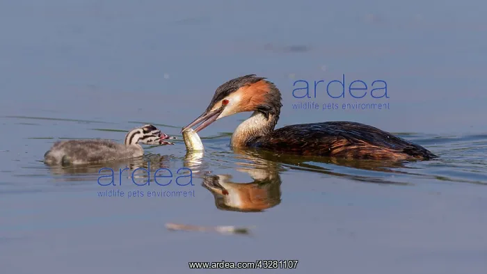 : Great crested grebe (Podiceps cristatus), old bird : Great crested grebe (Podiceps cristatus), old bird