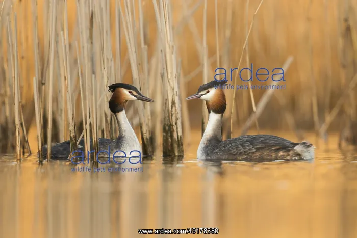: Great Crested Grebe (Podiceps cristatus) pair displaying : Great Crested Grebe (Podiceps cristatus) pair displaying