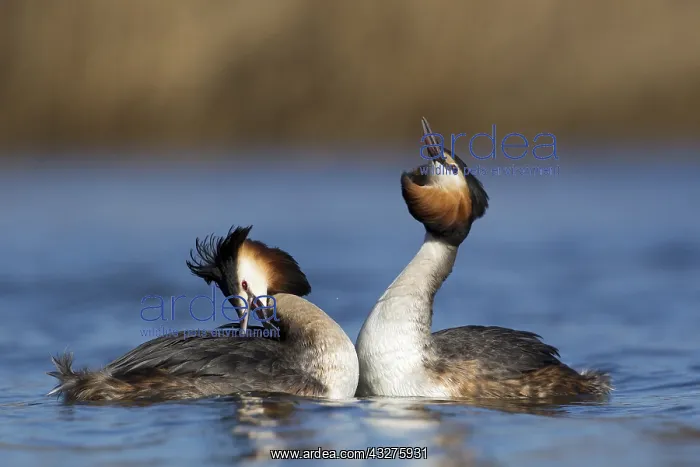 : Great Crested Grebe (Podiceps cristatus) pair i : Great Crested Grebe (Podiceps cristatus) pair i