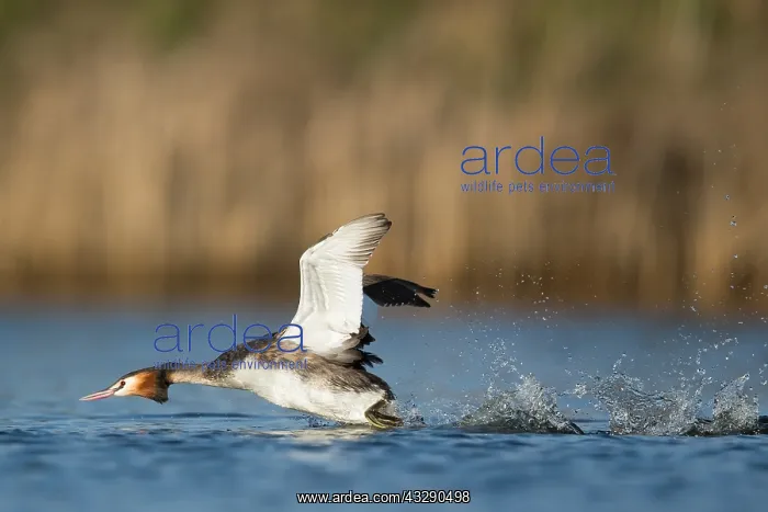 : Great Crested Grebe (Podiceps cristatus) runnin : Great Crested Grebe (Podiceps cristatus) runnin
