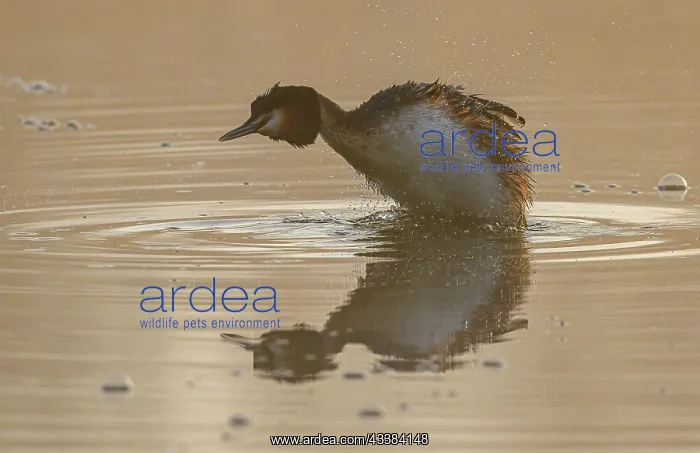 : Great crested grebe, Podiceps cristatus, shaking : Great crested grebe, Podiceps cristatus, shaking