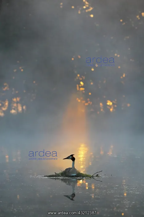  : Great crested grebe (Podiceps cristatus) sitting