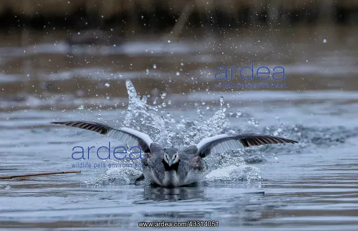  : Great crested grebe, Podiceps cristatus, swimmin