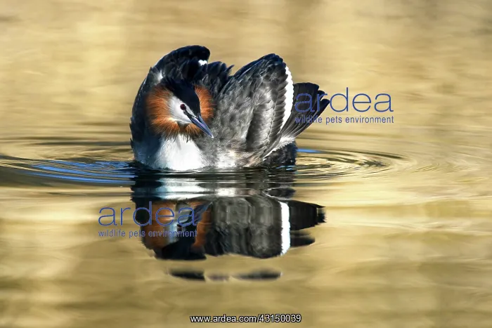 : Great Crested Grebe (Podiceps cristatus) swimming in a ray o : Great Crested Grebe (Podiceps cristatus) swimming in a ray o