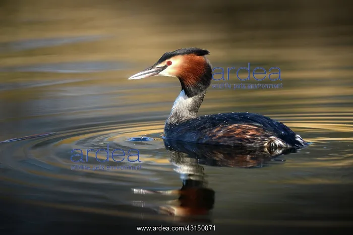 : Great Crested Grebe (Podiceps cristatus) swimming in a ray o : Great Crested Grebe (Podiceps cristatus) swimming in a ray o