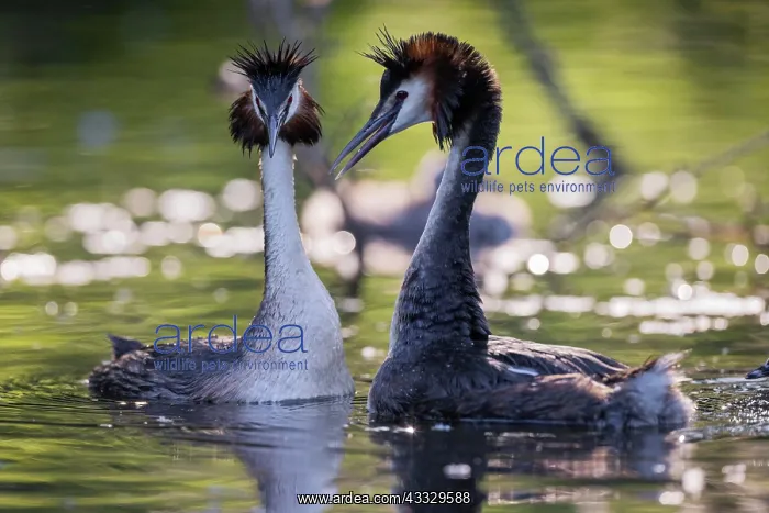 : Great Crested Grebe (Podiceps cristatus), welcom : Great Crested Grebe (Podiceps cristatus), welcom