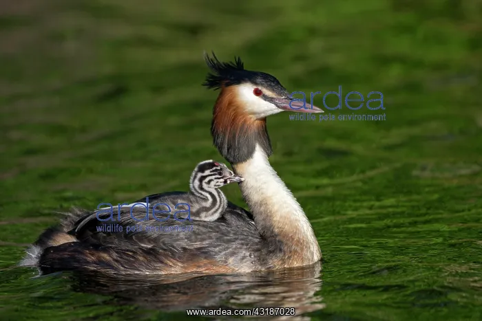 : Great crested grebe (Podiceps cristatus) with young : Great crested grebe (Podiceps cristatus) with young