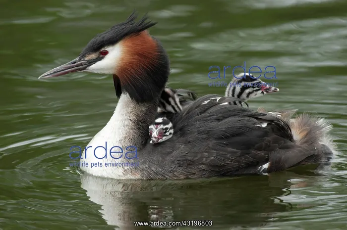 : Great crested grebe (Podiceps cristatus) with young : Great crested grebe (Podiceps cristatus) with young