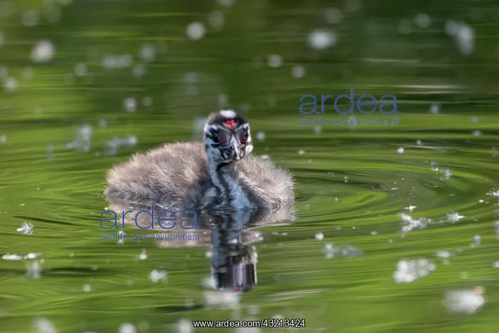 : Great crested grebe (Podiceps cristatus), young : Great crested grebe (Podiceps cristatus), young
