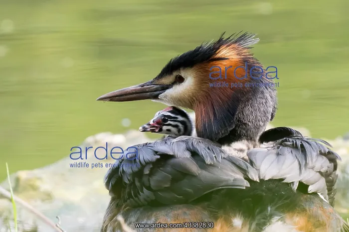 : Great Crested Grebe (Podiceps cristatus) with young : Great Crested Grebe (Podiceps cristatus) with young