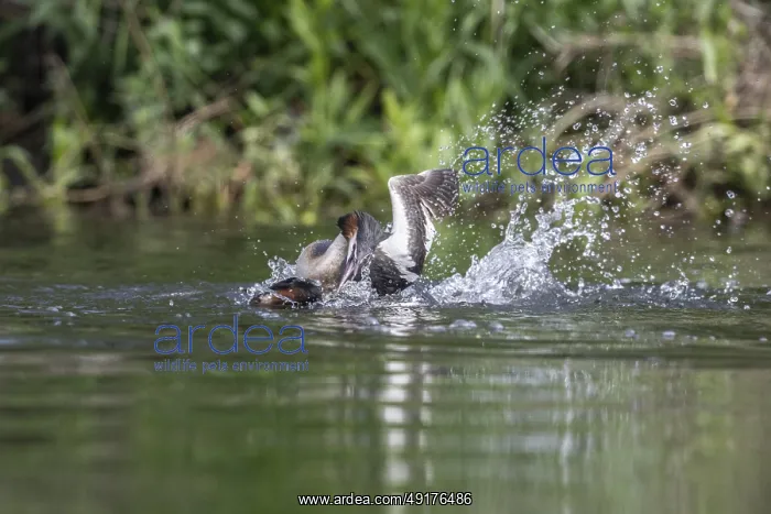 : Great Crested Grebe (Podiceps Scalloped ribbonfish) : Great Crested Grebe (Podiceps Scalloped ribbonfish)