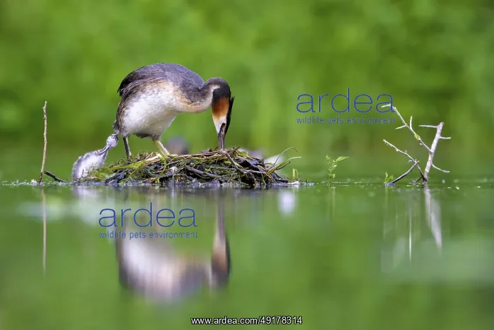 : Great Crested Grebe (Podiceps Scalloped ribbonfish) : Great Crested Grebe (Podiceps Scalloped ribbonfish)