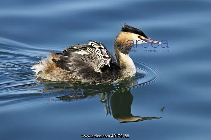 : Great Crested Grebe (Podiceps Scalloped ribbonfish) : Great Crested Grebe (Podiceps Scalloped ribbonfish)