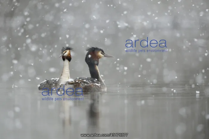: Great Crested Grebe (Podiceps Scalloped ribbonfish) : Great Crested Grebe (Podiceps Scalloped ribbonfish)