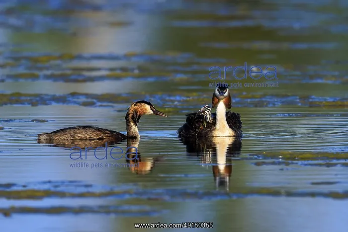 : Great Crested Grebe, (Podiceps Scalloped ribbonfish) : Great Crested Grebe, (Podiceps Scalloped ribbonfish)