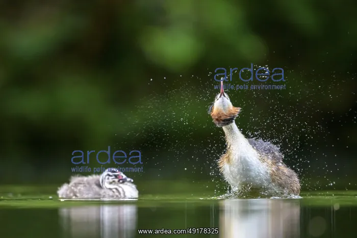 : Great Crested Grebe (Podiceps scalloped ribbonfish) with chick splashing in the water next to a calmly swimming chick : Great Crested Grebe (Podiceps scalloped ribbonfish) with chick splashing in the water next to a calmly swimming chick