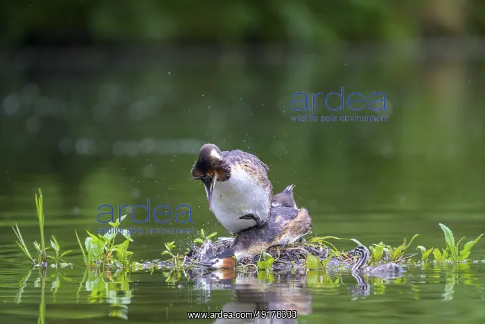 : Great Crested Grebe (Podiceps Scalloped ribbonfish) Copula : Great Crested Grebe (Podiceps Scalloped ribbonfish) Copula