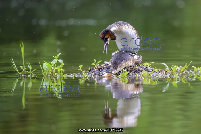  : Great Crested Grebe (Podiceps scalloped ribbonfish) Copula
