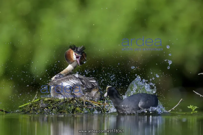 : Great crested grebe (Podiceps scalloped ribbonfish) in nest surprised by coot : Great crested grebe (Podiceps scalloped ribbonfish) in nest surprised by coot