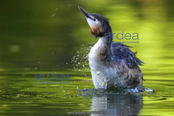: Great Crested Grebe (Podiceps Scalloped ribbonfish) Water bird shakes and creates splashes in the water : Great Crested Grebe (Podiceps Scalloped ribbonfish) Water bird shakes and creates splashes in the water