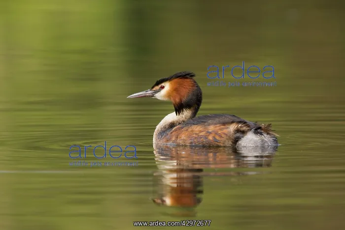 : Great Crested Grebe - with reflection - April : Great Crested Grebe - with reflection - April