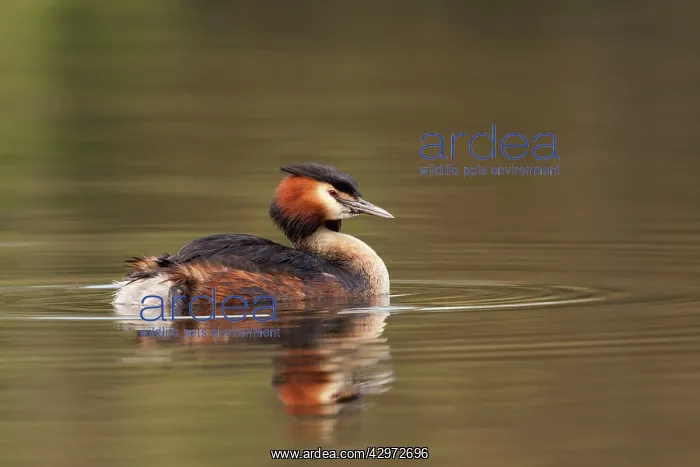 : Great Crested Grebe - with reflection - April : Great Crested Grebe - with reflection - April