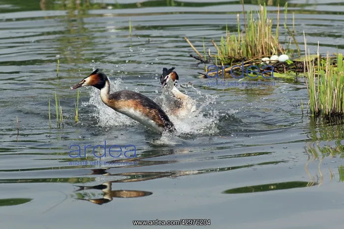 : Great Crested Grebe - two rival males - fighting : Great Crested Grebe - two rival males - fighting