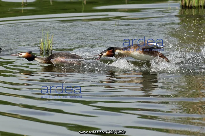  : Great Crested Grebe - two rival males - fighting