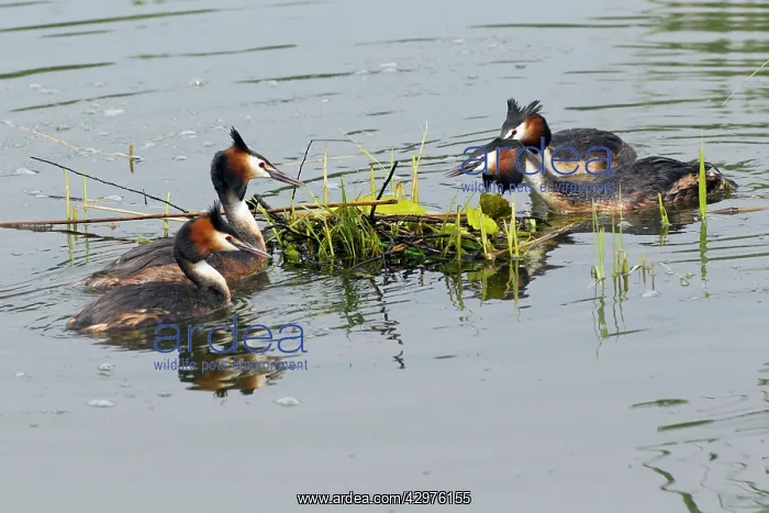 : Great Crested Grebe - two rival pairs disputing : Great Crested Grebe - two rival pairs disputing