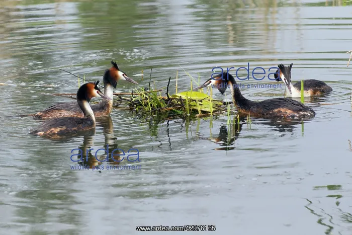 : Great Crested Grebe - two rival pairs disputing : Great Crested Grebe - two rival pairs disputing