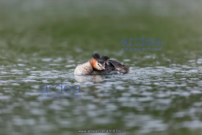 : Great Crested Grebe - Scratching - UK : Great Crested Grebe - Scratching - UK