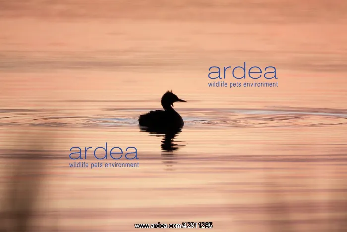 : Great Crested Grebe - silhouette of bird on lake at twilight : Great Crested Grebe - silhouette of bird on lake at twilight