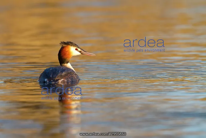 : Great Crested Grebe - single adult on lake : Great Crested Grebe - single adult on lake