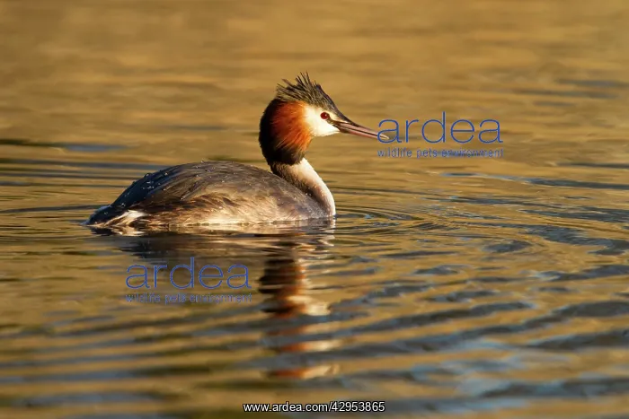 : Great Crested Grebe - single adult on lake : Great Crested Grebe - single adult on lake
