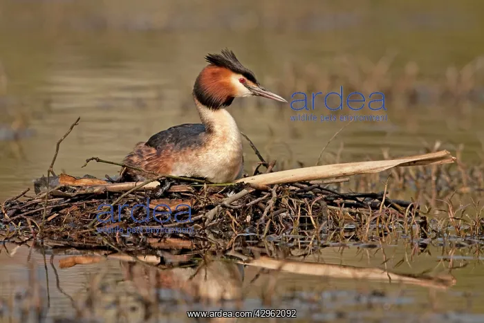 : Great Crested Grebe - sitting on nest : Great Crested Grebe - sitting on nest