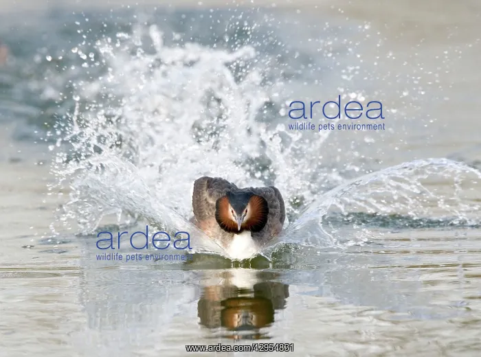 : Great Crested Grebe - splashing through water - : Great Crested Grebe - splashing through water -