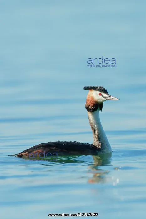 : Great Crested Grebe in splendid dress swimming in : Great Crested Grebe in splendid dress swimming in